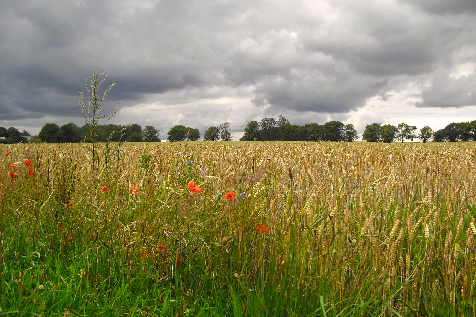Ein Bild, dass ein Getreidefeld kurz vor einem Gewitter zeigt
